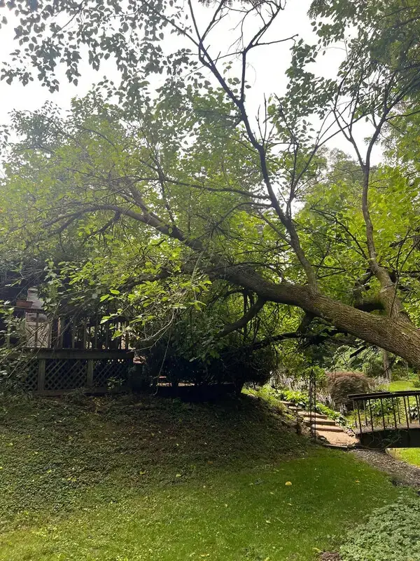 Bolder Quality Tree Care team performing a massive tree removal service