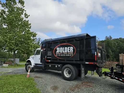 Top Rated Tree Company in Shillington PA