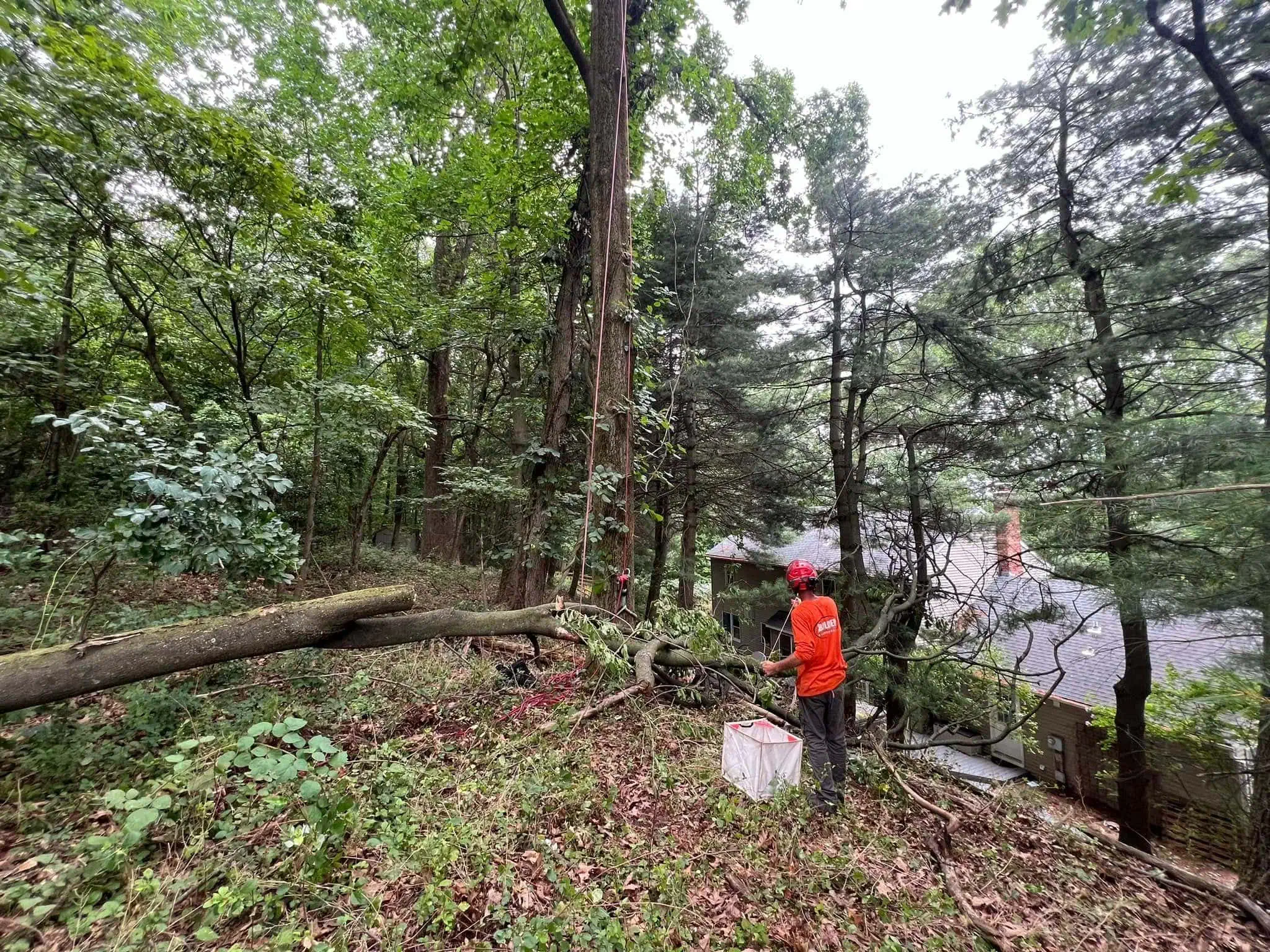 Tree removal over deck in Reading PA using climbing and rigging