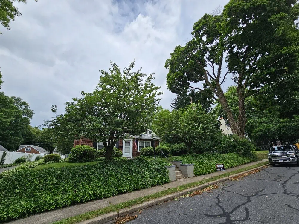 Early Signs Trees Around Reading May Be Struggling | Bolder Quality Tree Care