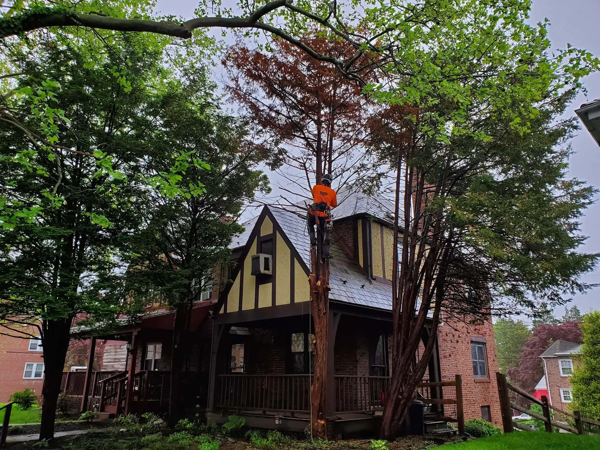 Tree removal near property line in Reading PA with safe rigging