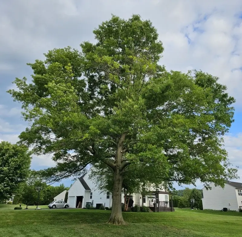 ISA Certified Arborist from Bolder Quality Tree Care inspecting a tree for Spotted Lanternfly in Berks County