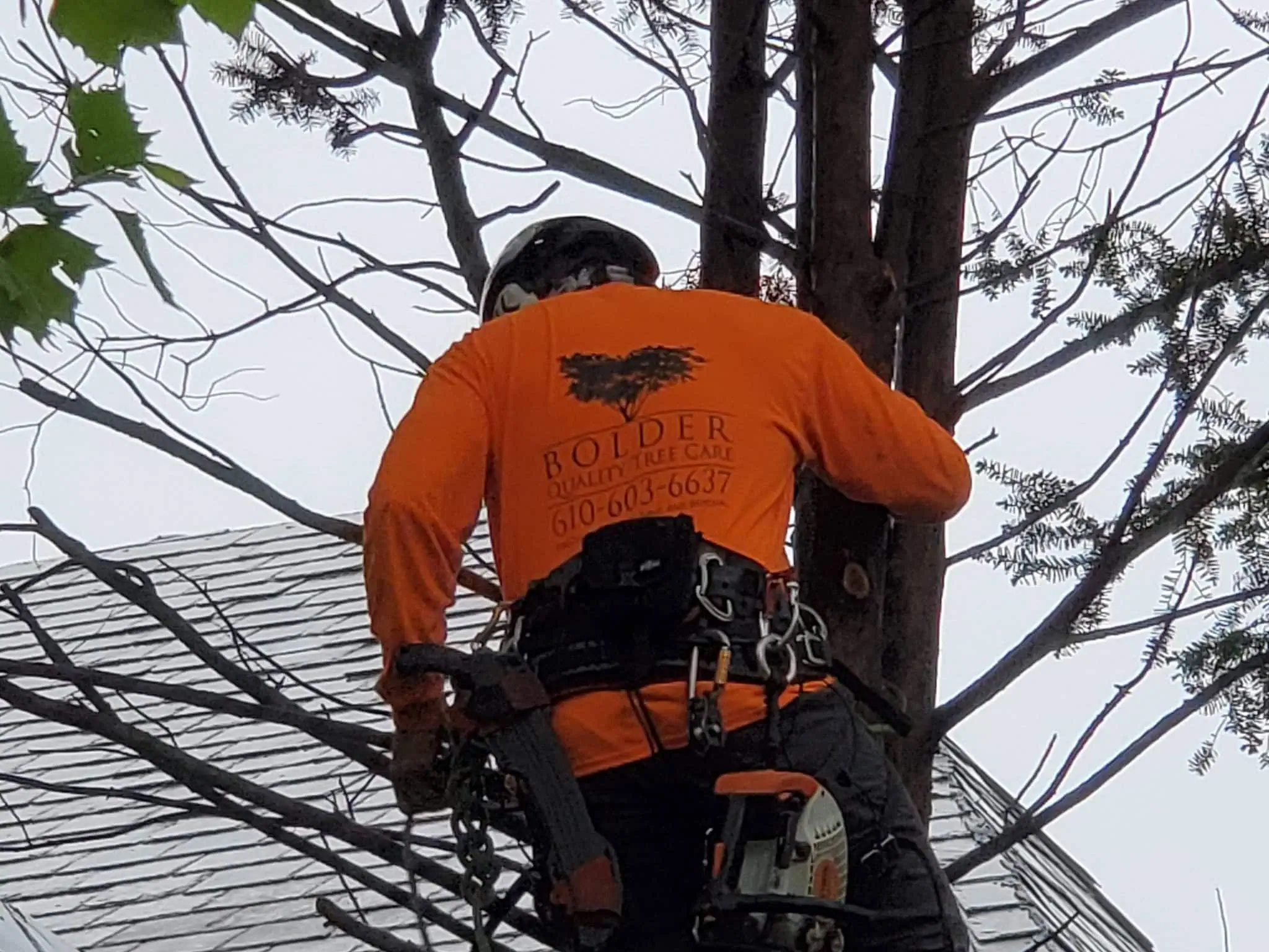 Tree Company in Morgantown, PA | Bolder Quality Tree Care