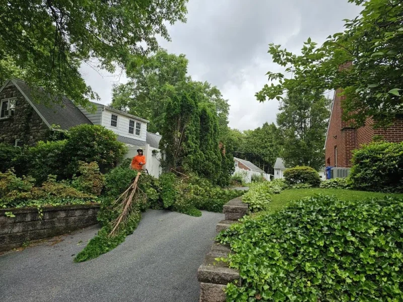 Professional tree service crew working in Reading PA