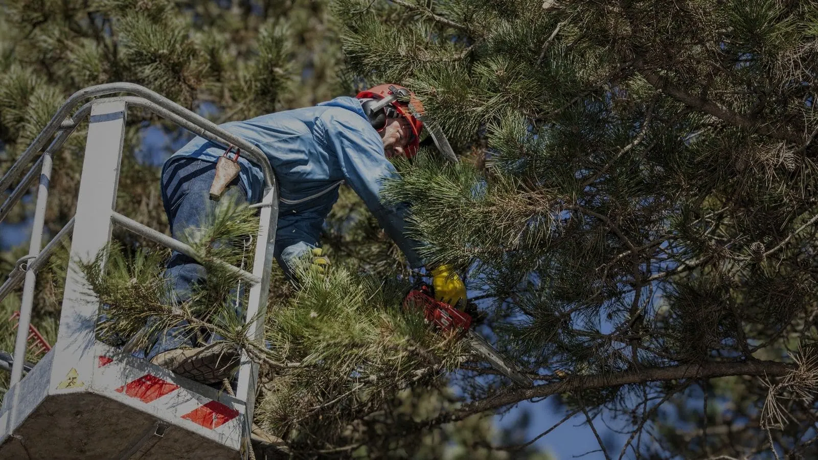 Tree pruning service in Reading PA for front yard tree