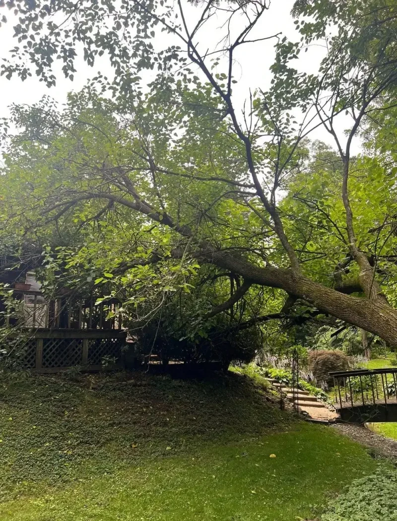 Large maple tree removal near house in Reading PA with protected lawn